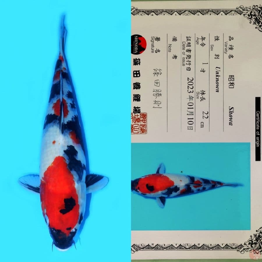 SHINODA SHOWA SANSHOKU HQ 35CM