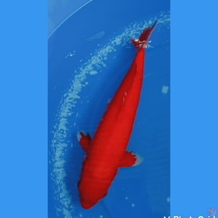 AKA HAJIRO, 38 cm. MALE