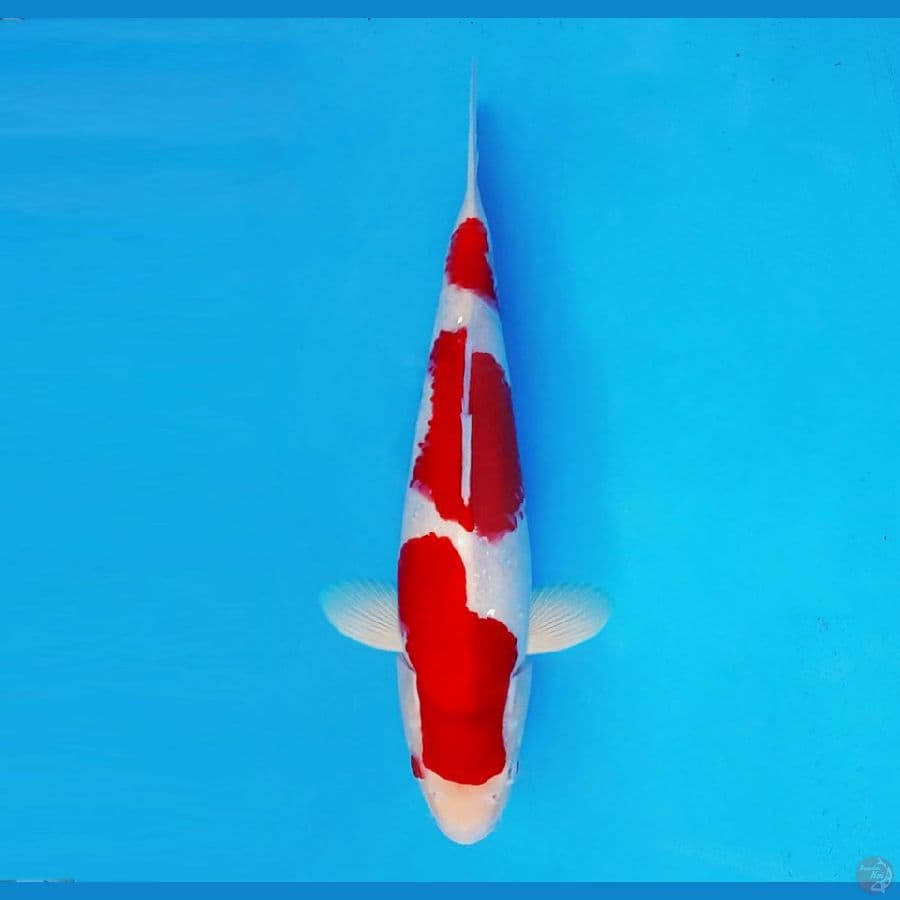 MUSASHI 3 ~ Kohaku 29 cm/male™,~