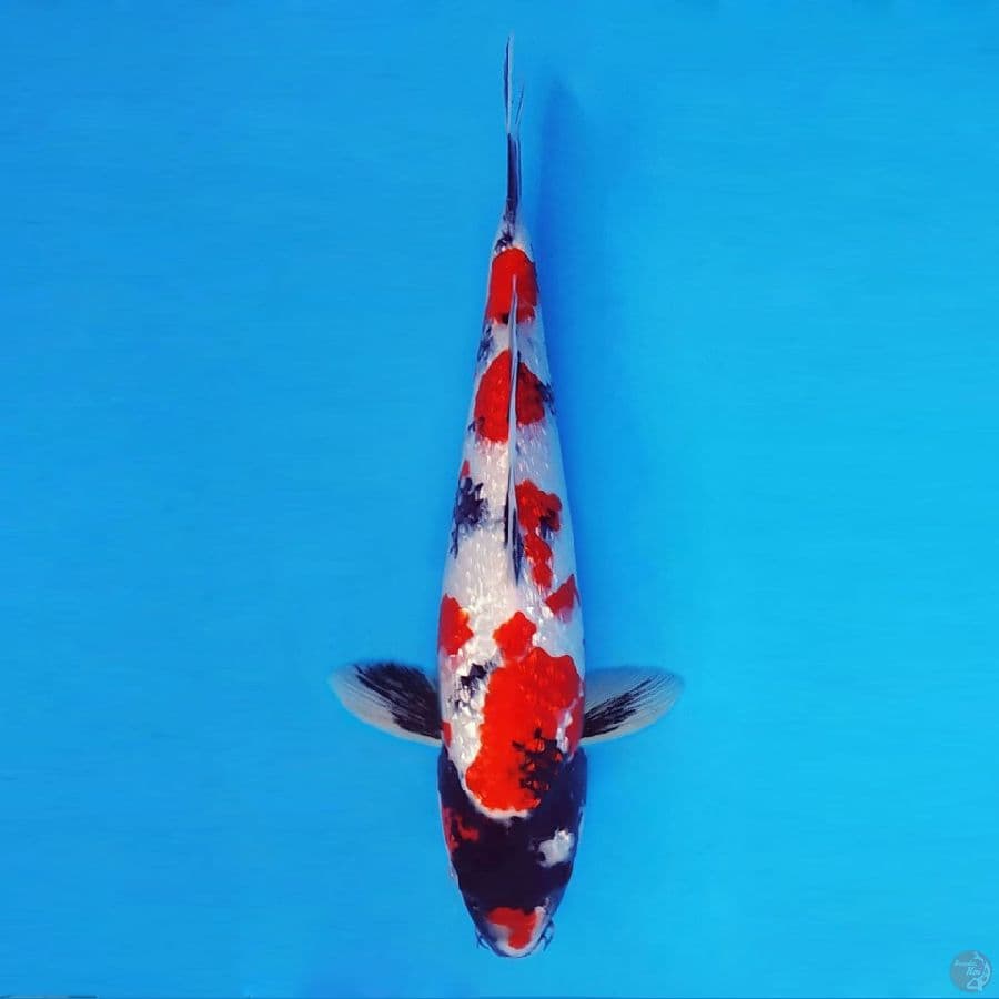 MUSASHI 5 ~ Kindai Showa Gin Rin 35 cm/male™,-