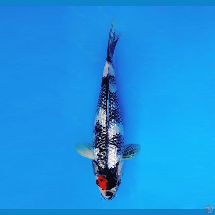 MUSASHI 6 ~ Tancho Showa Gin Rin 27 cm/fm™,~
