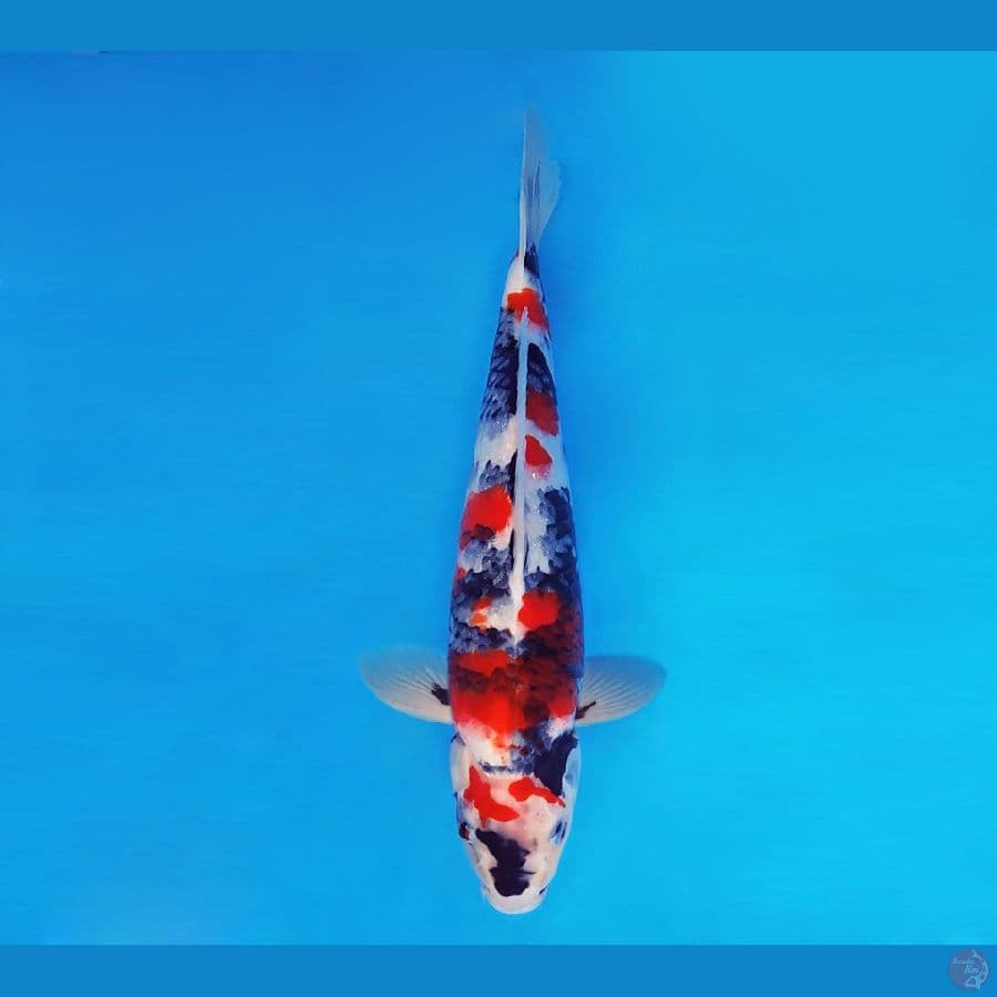 MUSASHI 8 ~ Kage Showa 35 cm/male™,~