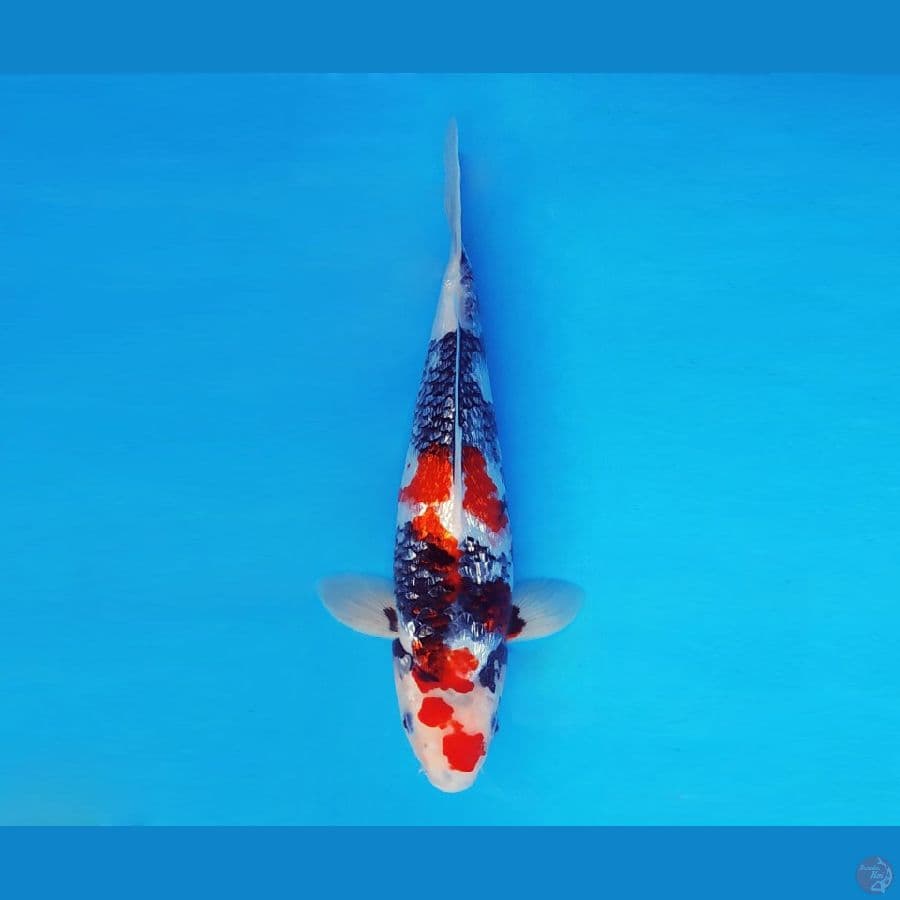 MUSASHI 11 ~ Kindai Showa Gin Rin 31 cm/male™,~