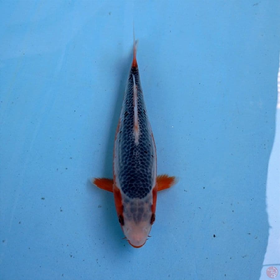 asagi, 20 cm