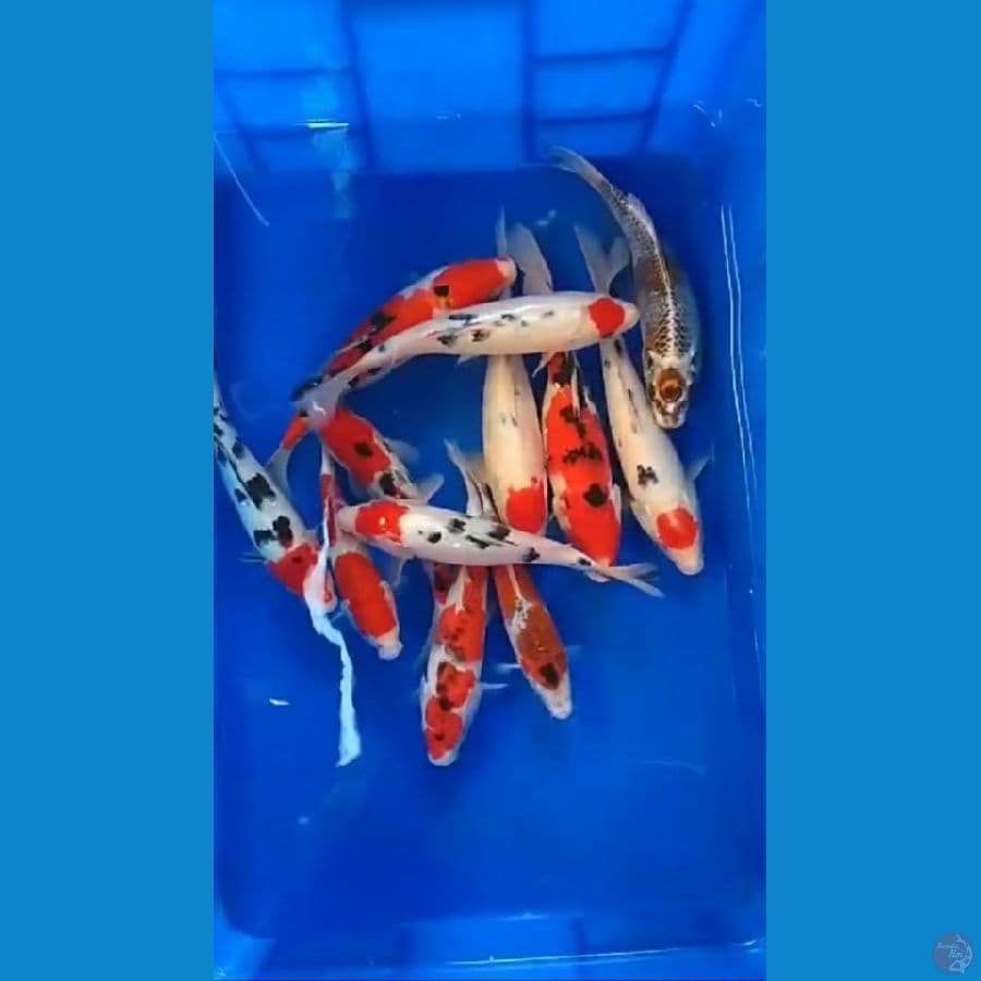 paket sanke 20-28 cm 12 ekor
