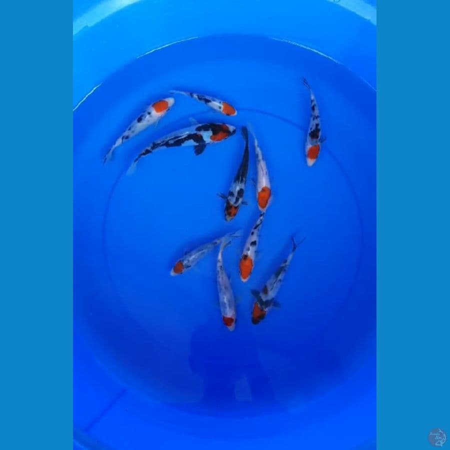 tanco showa,sanke sisik mix doit 10-18cm origynal