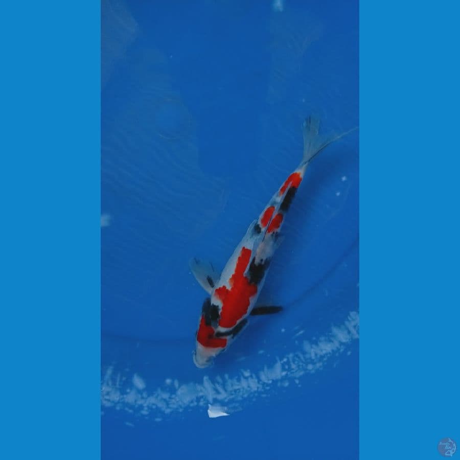 Showa SQ Male 25 cm