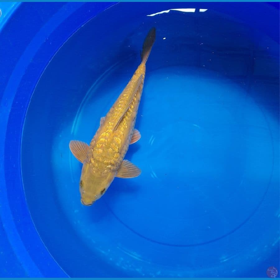 aragoke HQ Khusnul Koi Farm