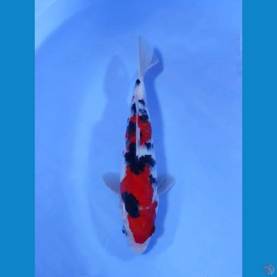 TAISHO SANKE SQ 15CM - ORIGINAL (MALE)