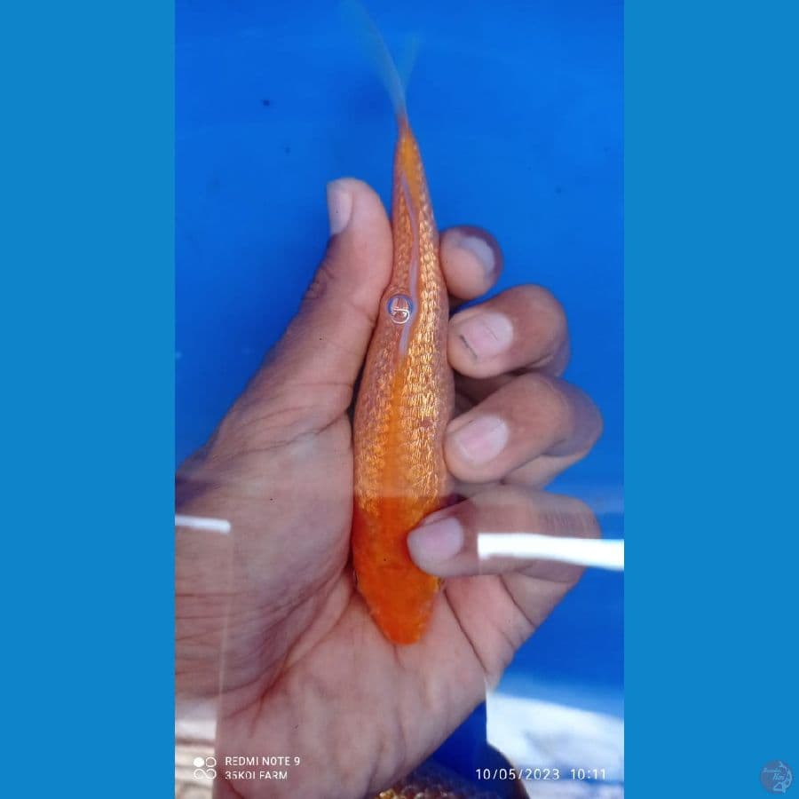 Bahan karasi manggo ginrin