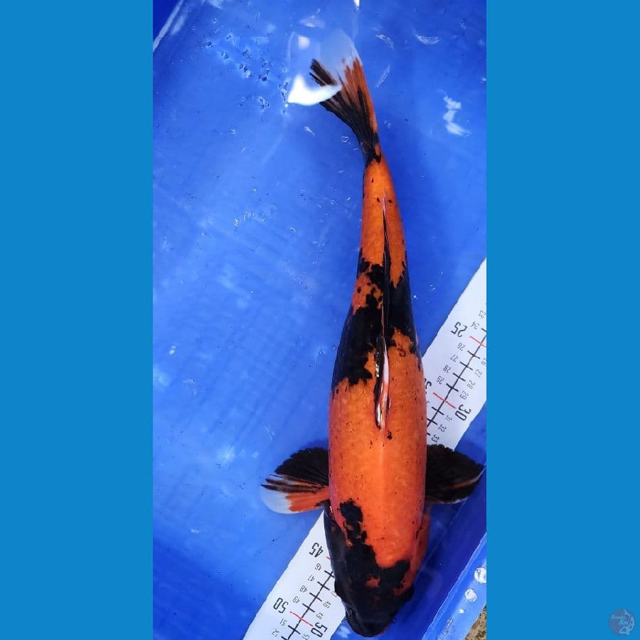 43cm Hiutsuri STRONGG