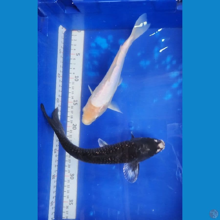 25cm black diamond n doit