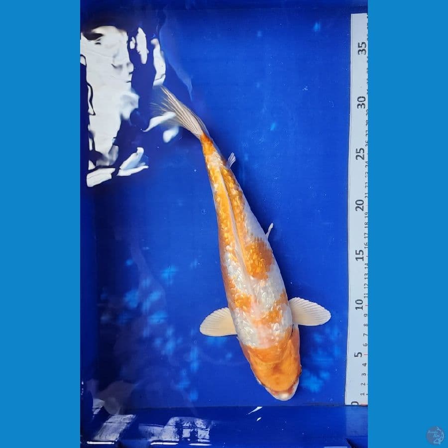 35cm kujaku ginrin