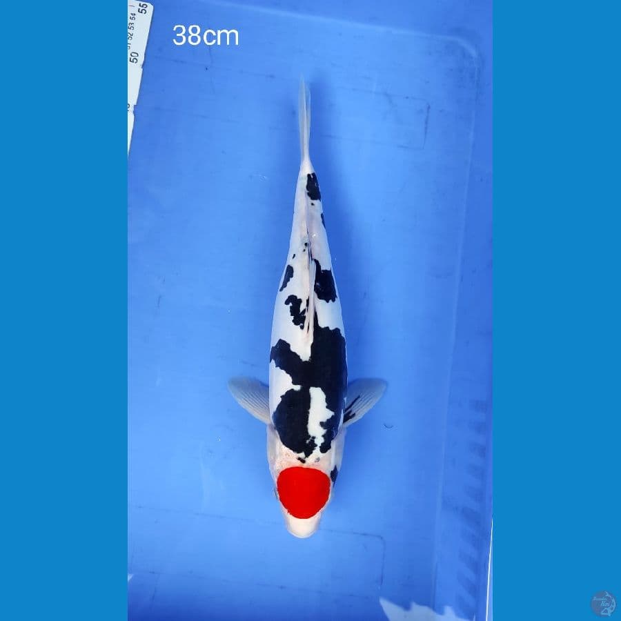tc.showa doitsu 38cm