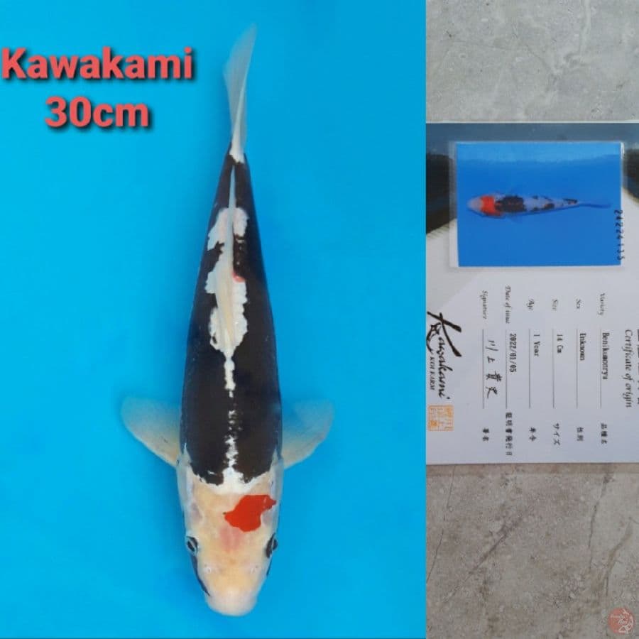 KAWAKAMI BWNI KUMONRYU 30CM SERTI