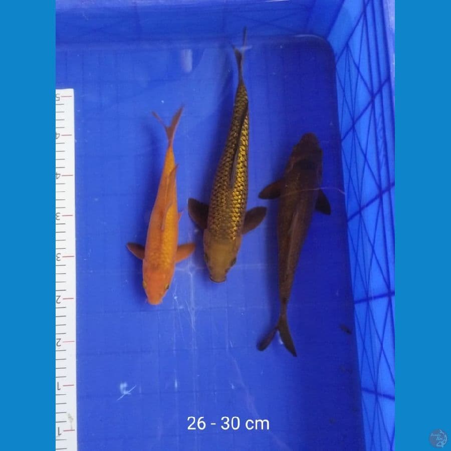 Paket Chagoi ginrin karamel