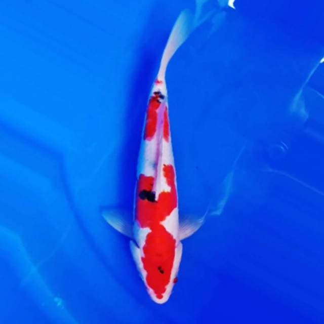 Sanke doitsu pesawat 28cm