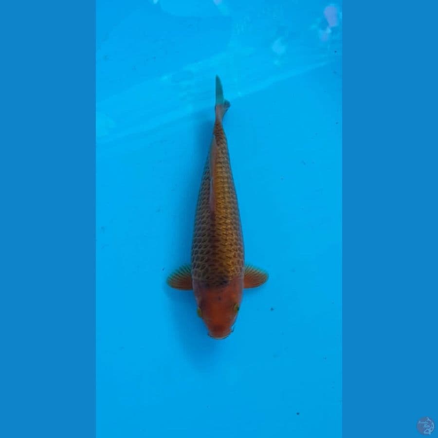 Caramel 26cm