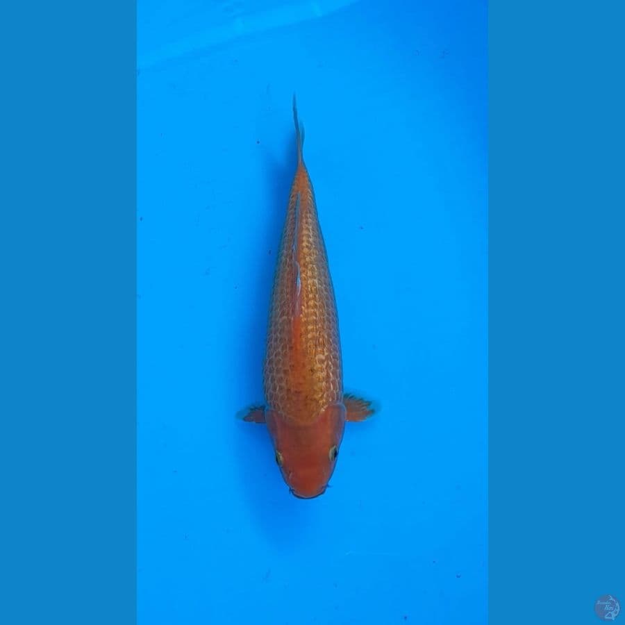 Red Karasi 30cm
