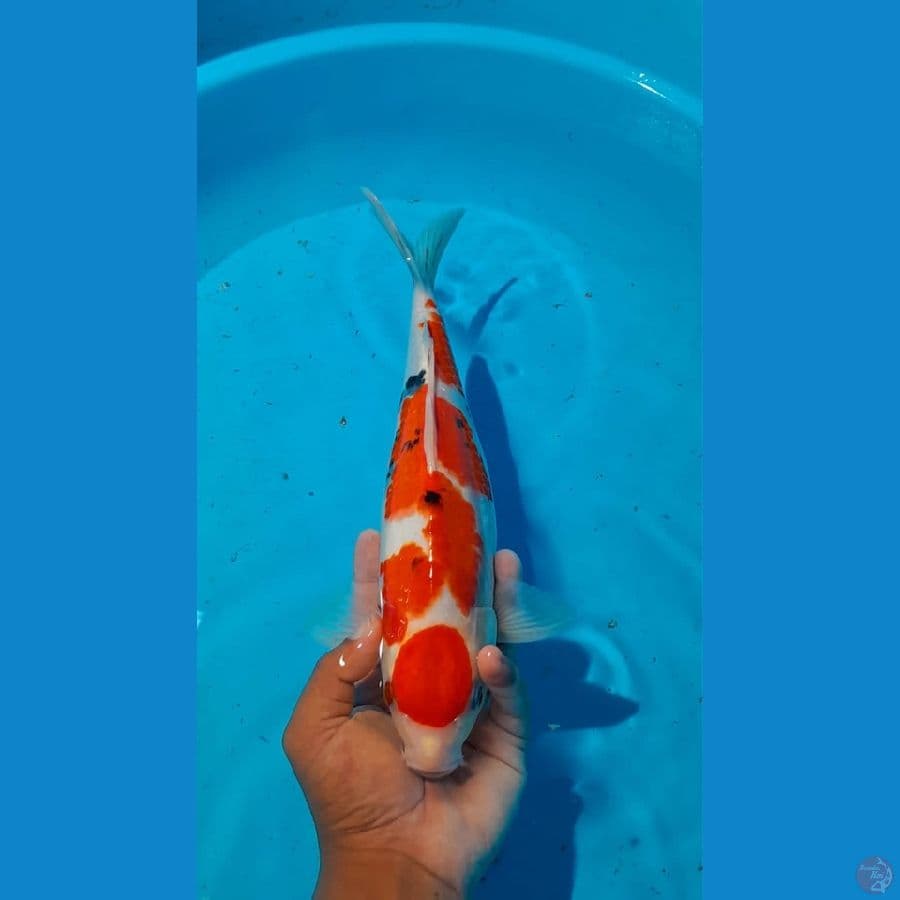 Maruten Sanke 33cm