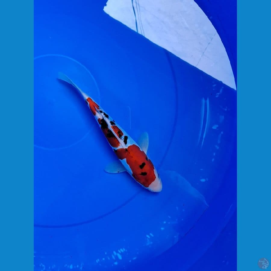 merah merona DOITSU 27cm