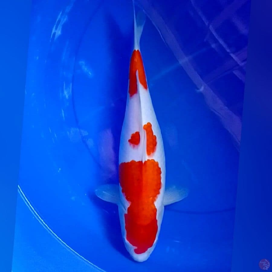Kohaku F37