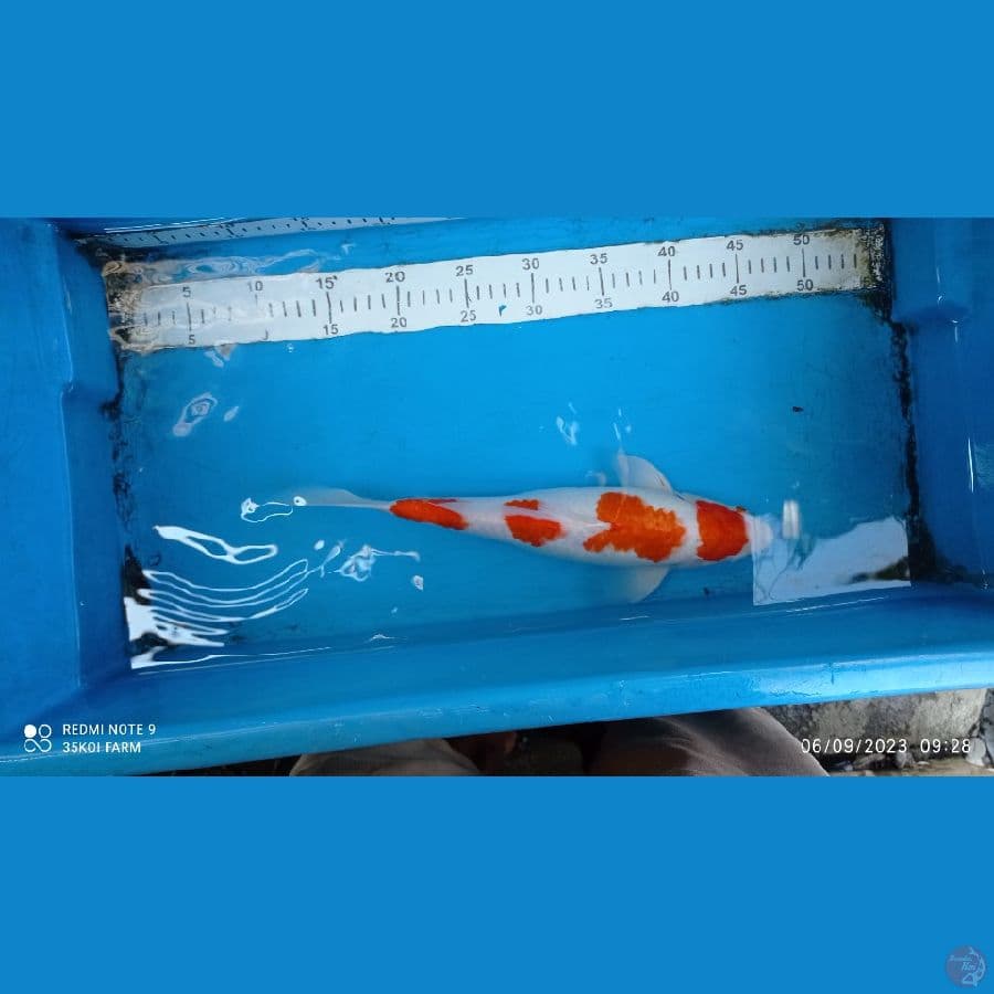 yondan kohaku