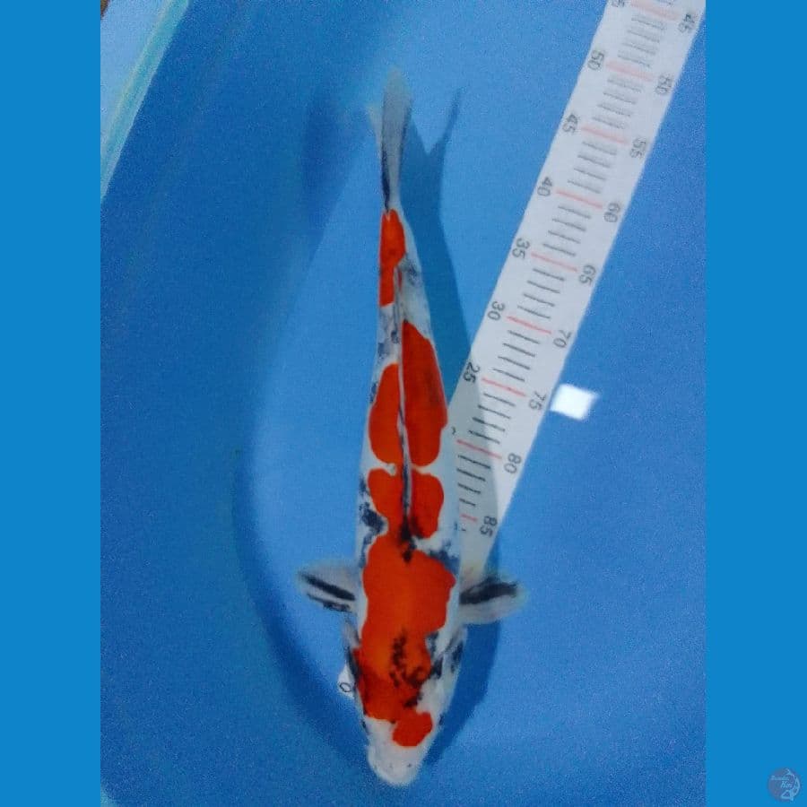 sanke doitsu ori 48cm