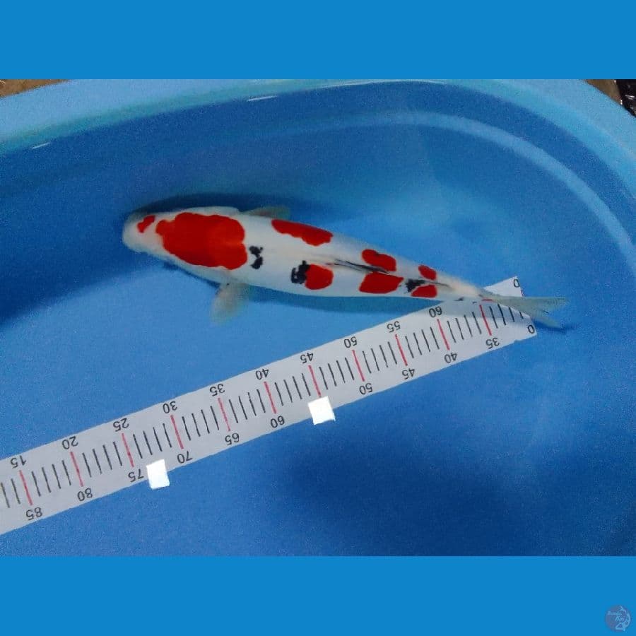 sanke doitsu 45 cm