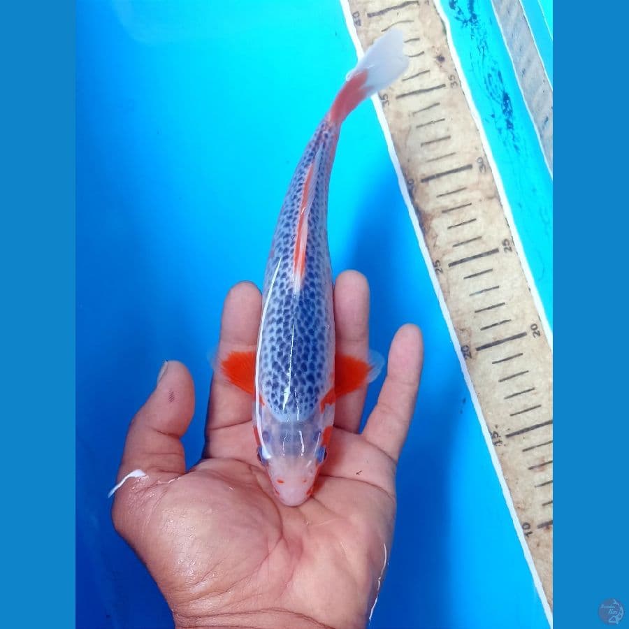 Asagi 21cm