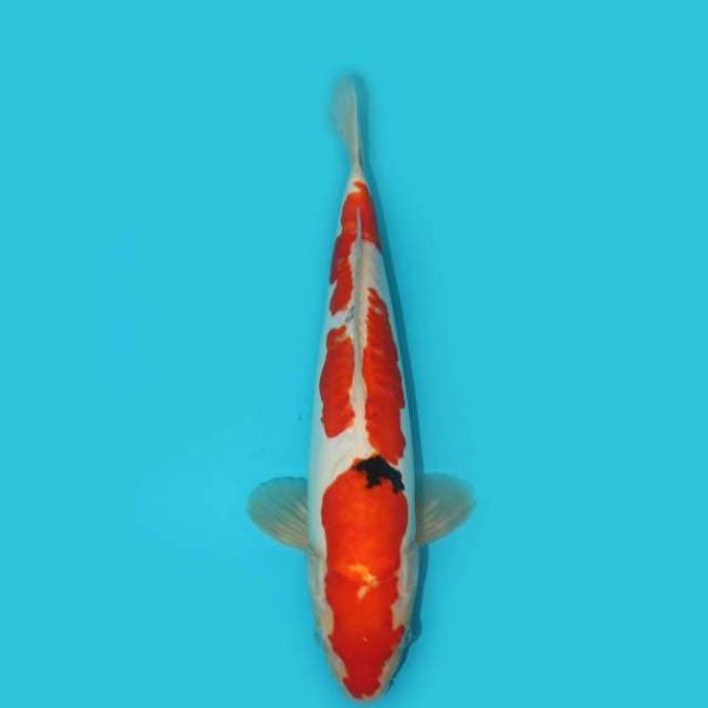 YG_SANKE DOITSU_35 CM