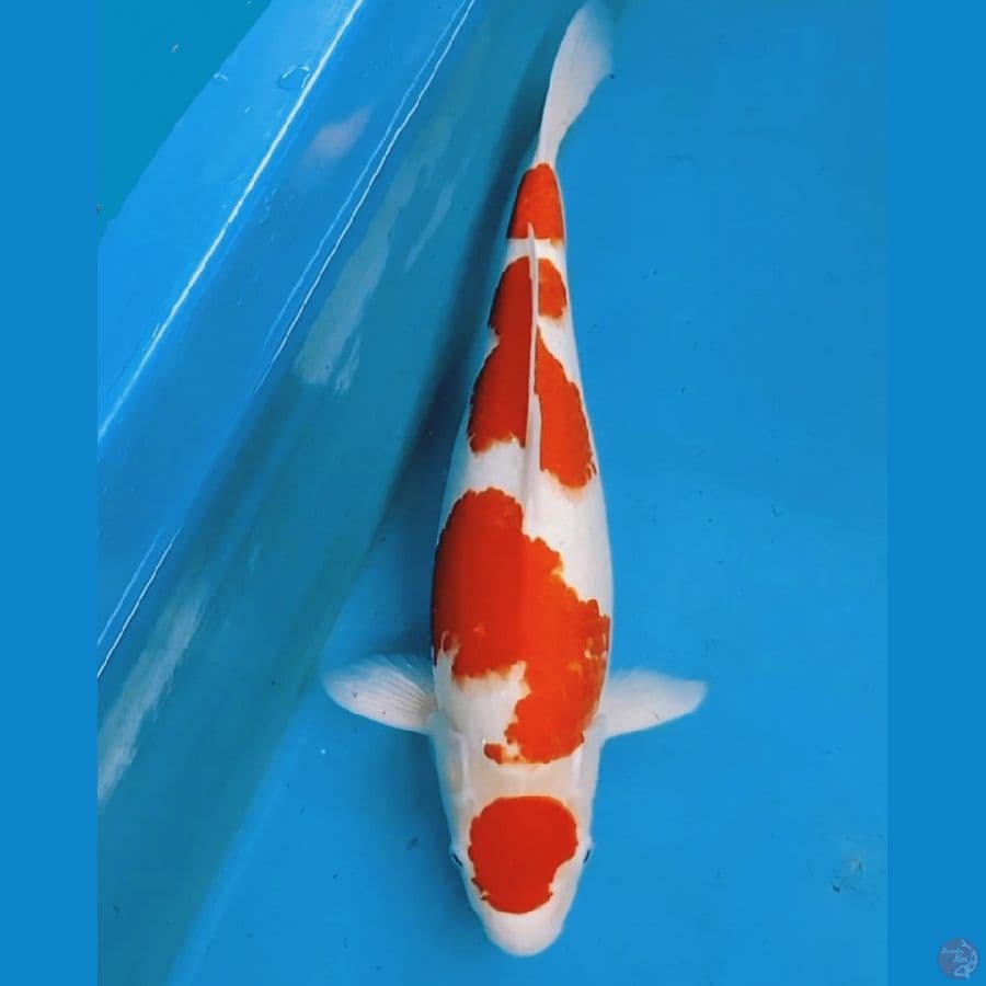 Kohaku Maruten 45cm
