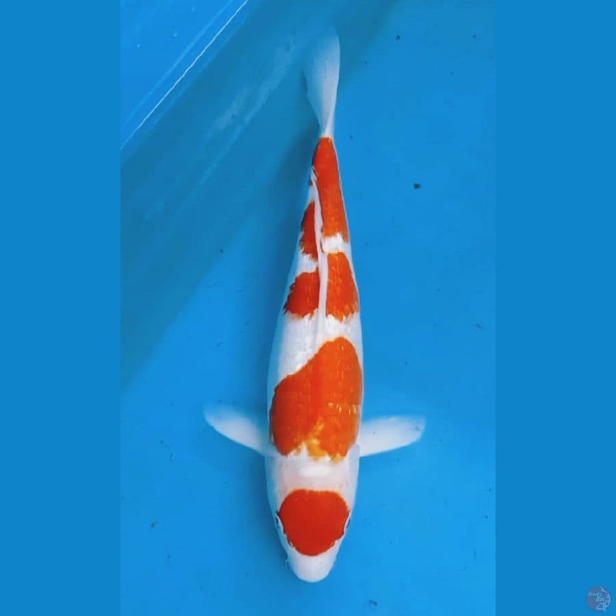 Kohaku Maruten 41cm