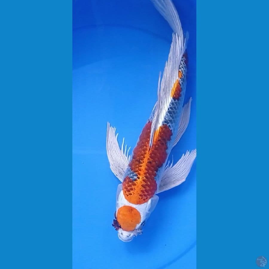 KUMPAY 44CM