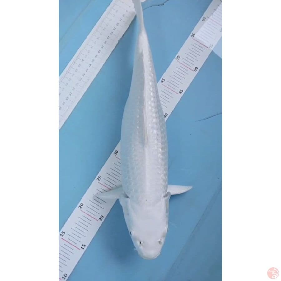 platinum gibdrin 43 cm