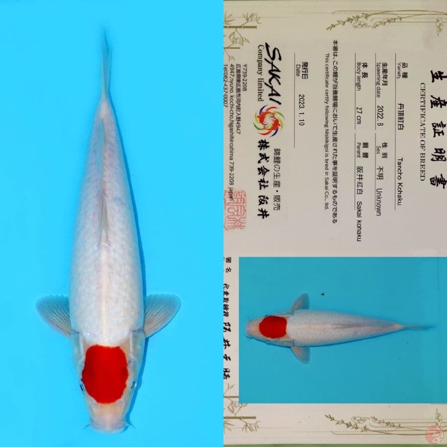 SAKAI TC KOHAKU SQ 35CM