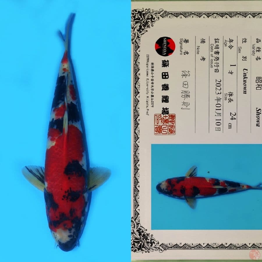SHINODA SHOWA SANSHOKU HQ 36CM