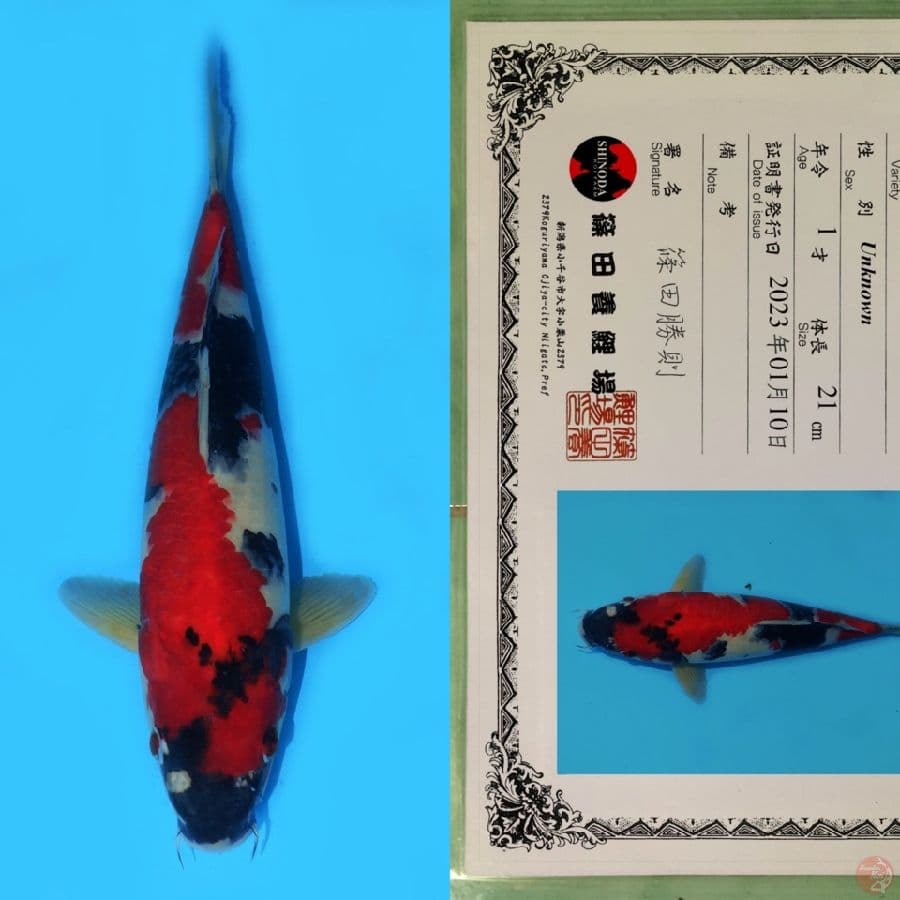 SHINODA SHOWA SANSHOKU SQ 35CM