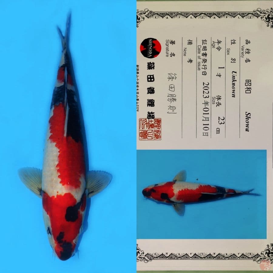 SHINODA SHOWA SANSHOKU SQ 36CM