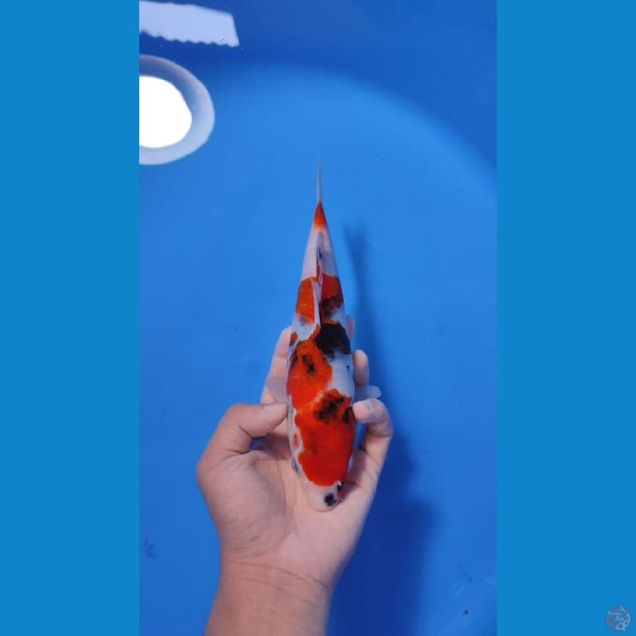 SHOWA 24CM - FEMALE
