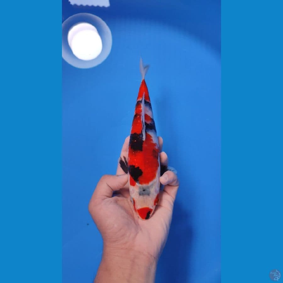 SHOWA 24CM - FEMALE