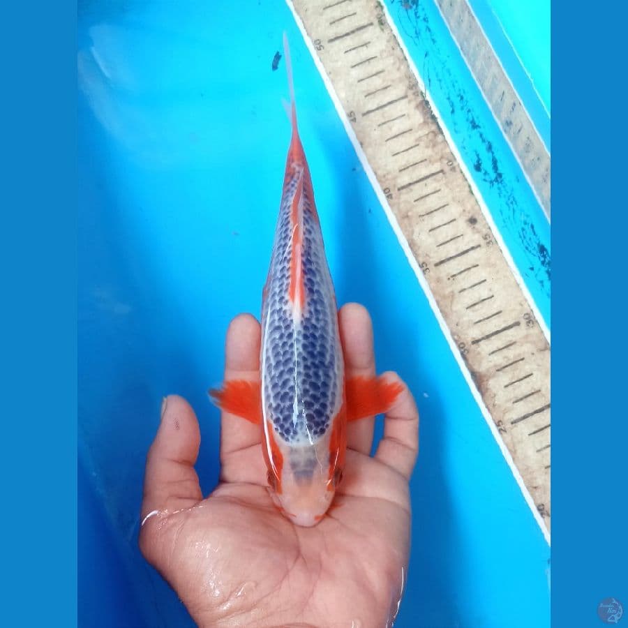 Asagi 23cm