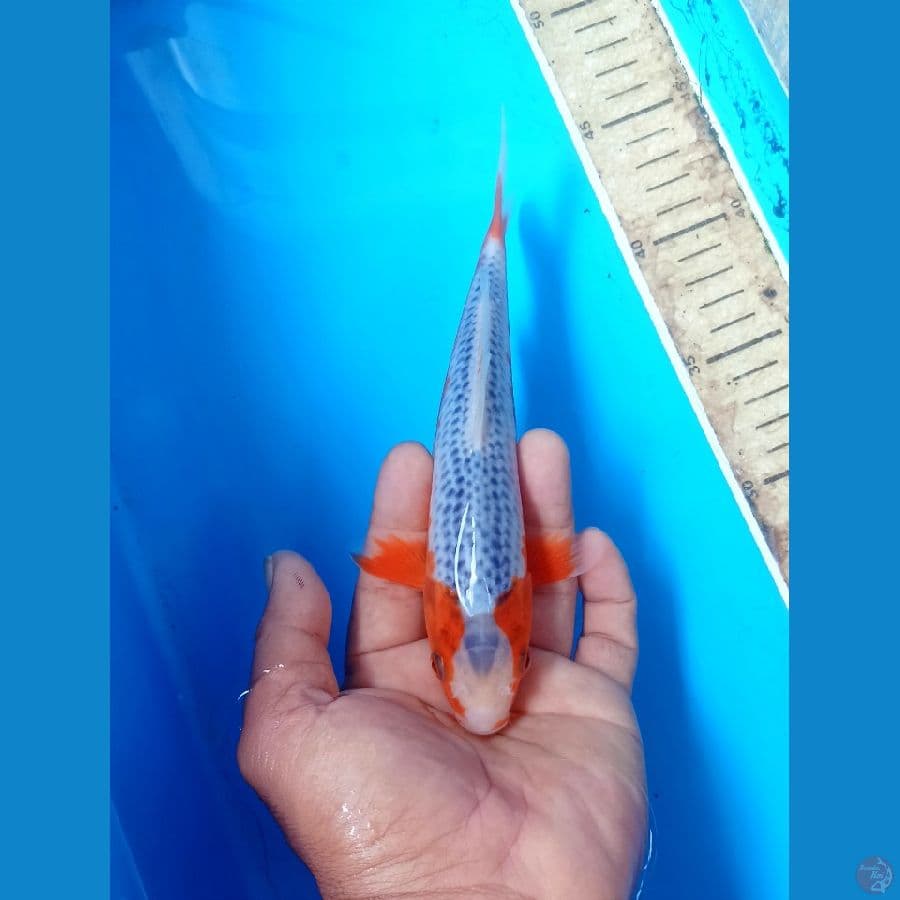 Asagi 20cm