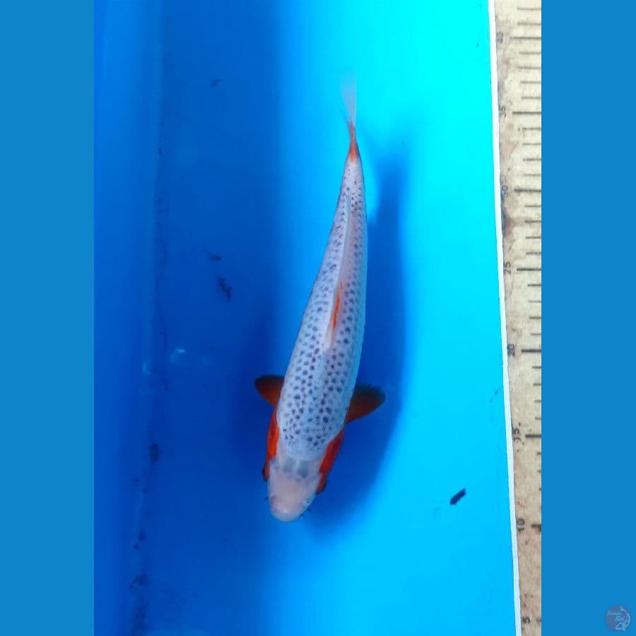 Asagi 25cm
