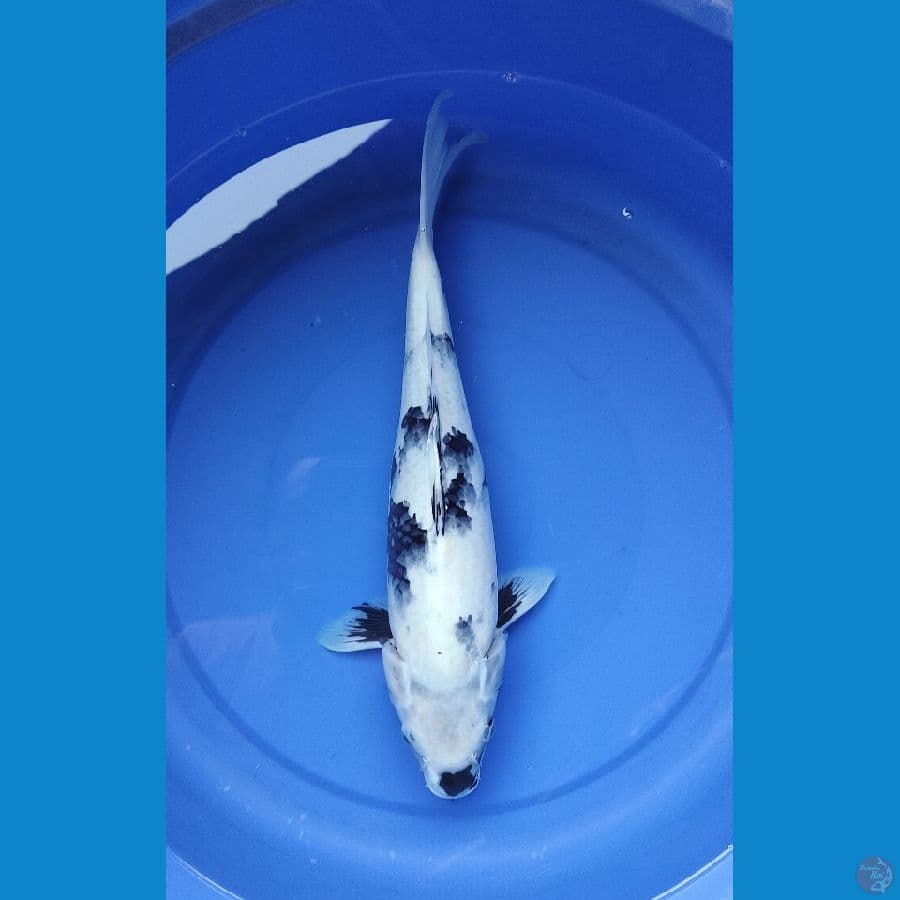 shiro salju 40 cm Fm