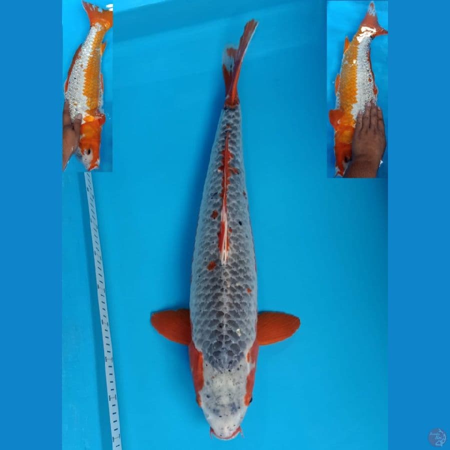 64cm