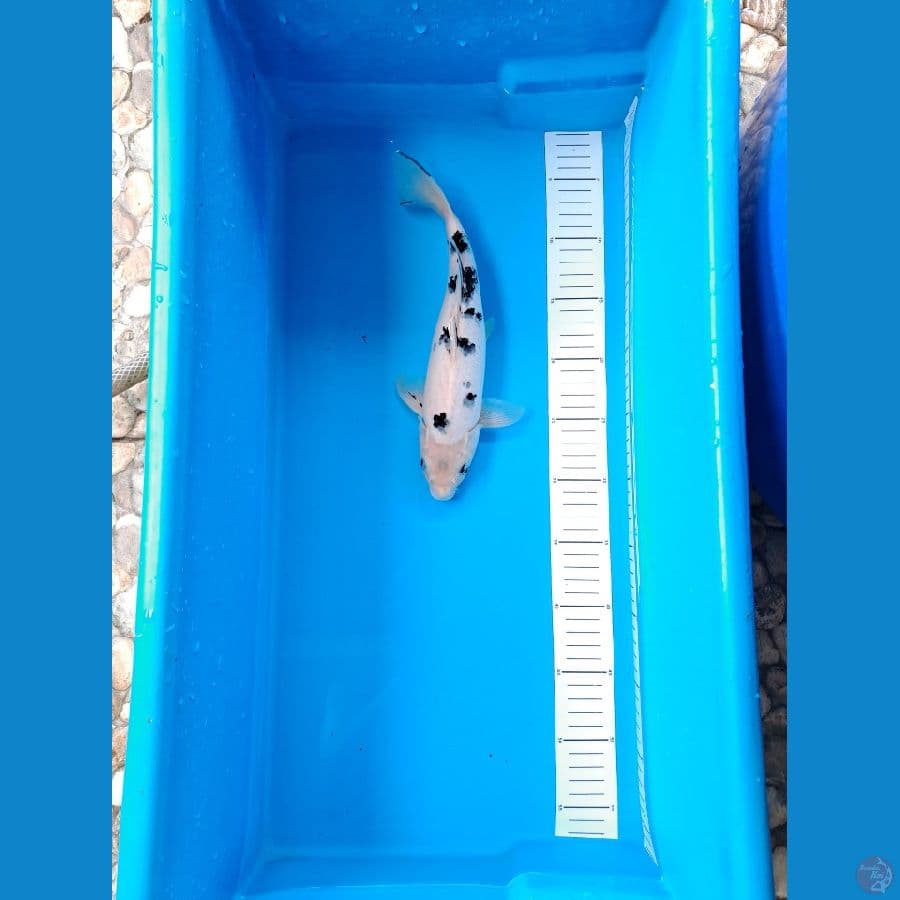 Good Skin Bekko 30cm