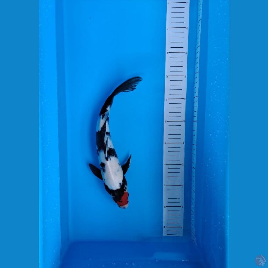 Tancho Showa 35Cm Male