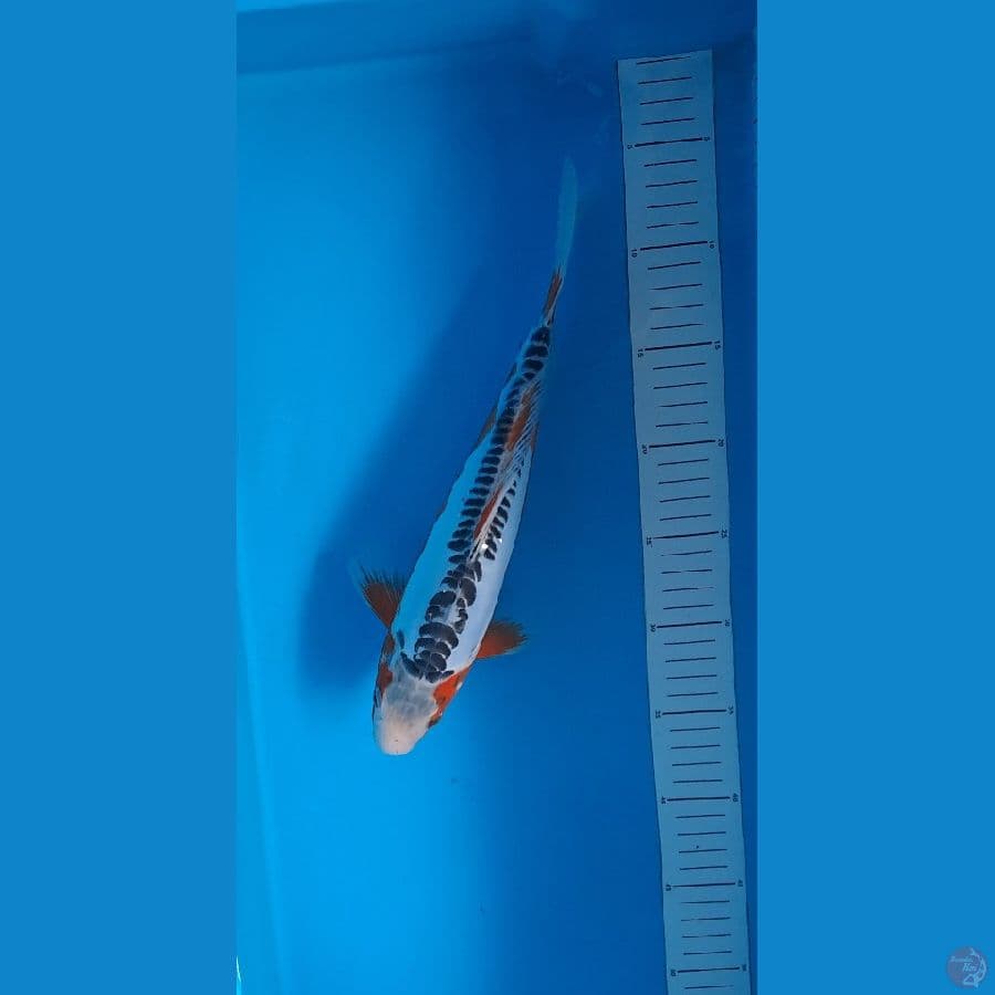 Hana Shusui 30cm
