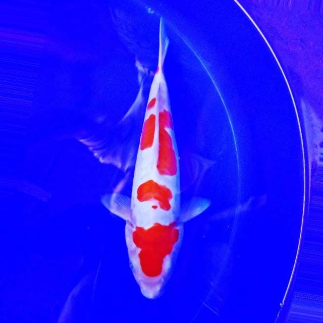 Kohaku Maruten #30